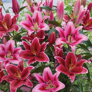 Eternal Serenade Lily Blend Thumbnail